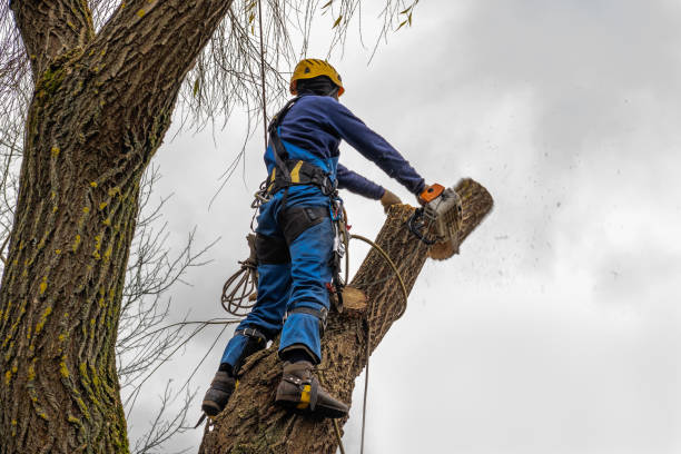 Professional Tree Services in Salmon Creek, WA